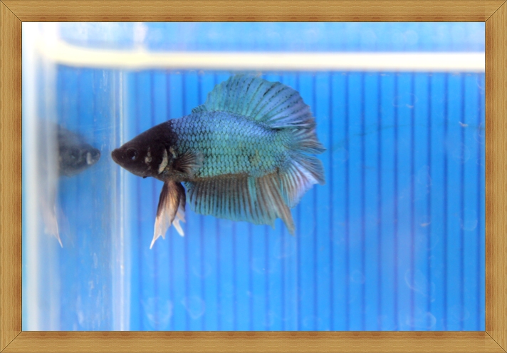 ปลากัดครีบสั้นสองหาง - Fancy Double Tails