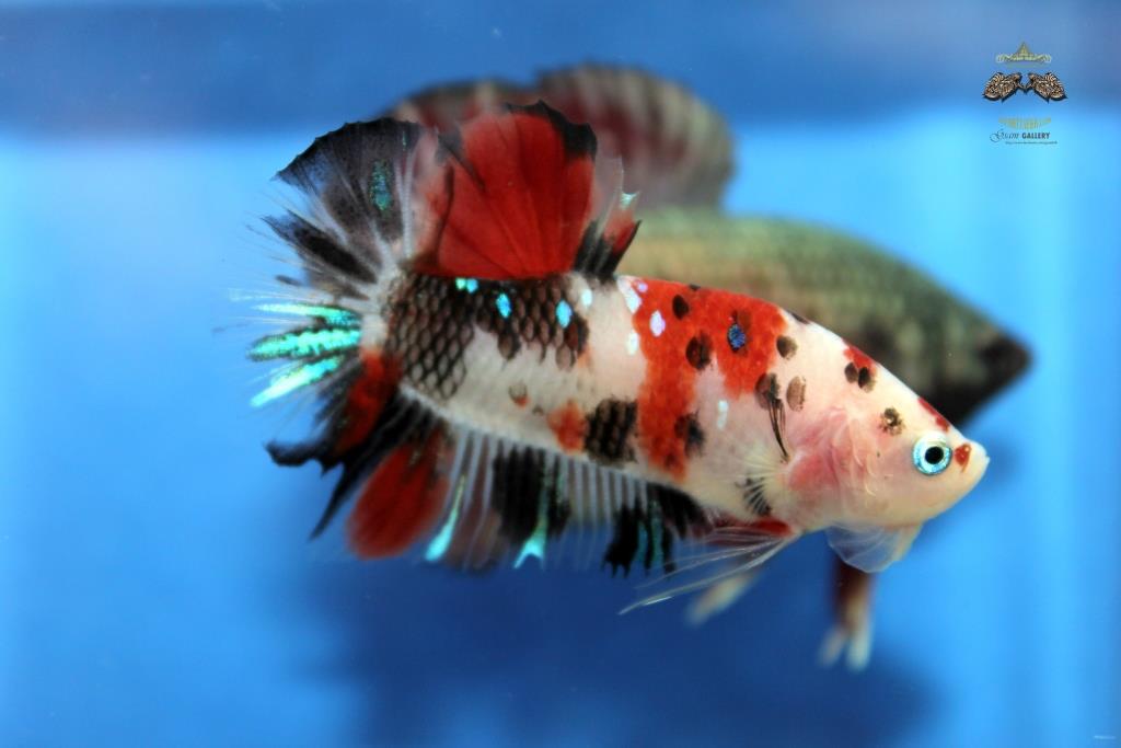 (ลายปลาคาร์พ)คัดเกรดปลากัดครีบสั้น-Halfmoon Plakad Premium Quality Grade Fancy Koi (เกรด AAA+)