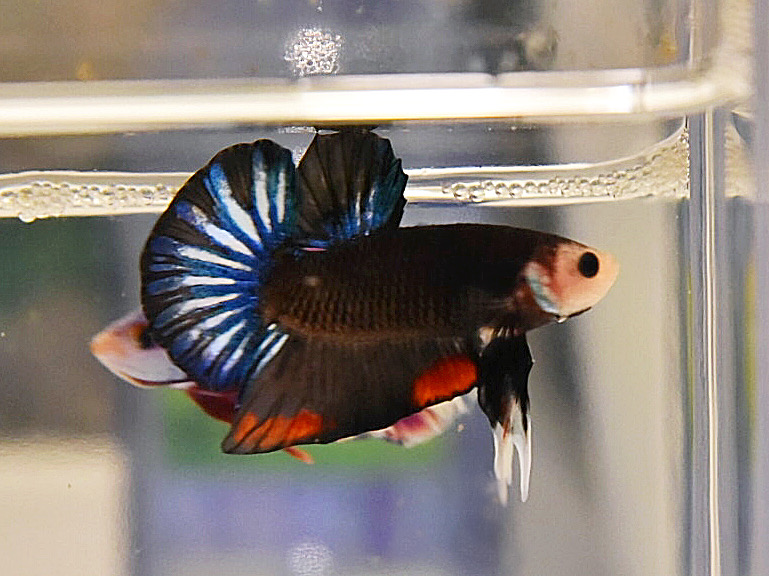 ปลากัดคัดเกรดครีบสั้น - Halfmoon Plakad Fancy Black Monster Premium Quality Grade