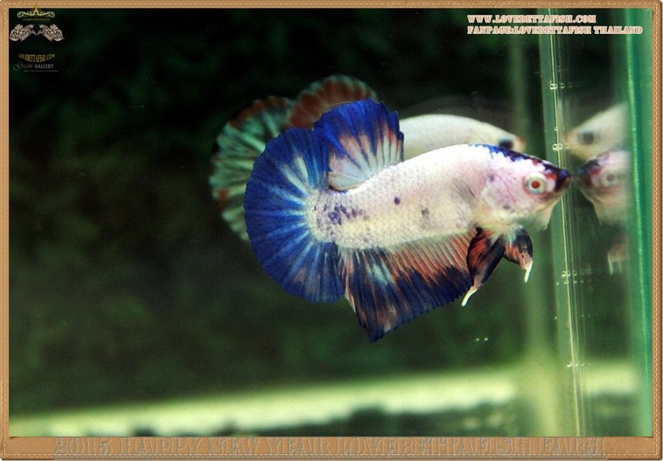 คัดเกรดปลากัดครีบสั้น-Halfmoon Plakat Fancy Blue Dragon and Marble