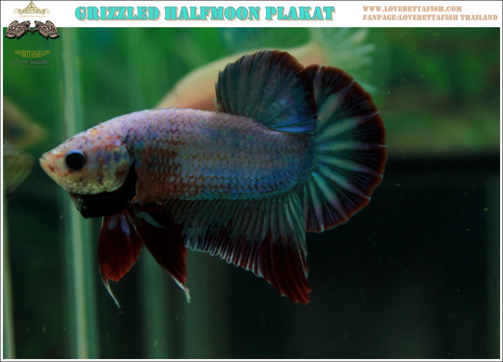 (ขายแล้วครับ)"คัดเกรด"ปลากัดครีบสั้น-Halfmoon Plakats Fancy Grizzled