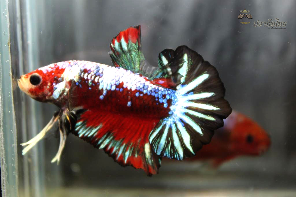 ปลากัดคัดเกรดครีบสั้น - Halfmoon Plakad Fancy Dragon Quality Grade