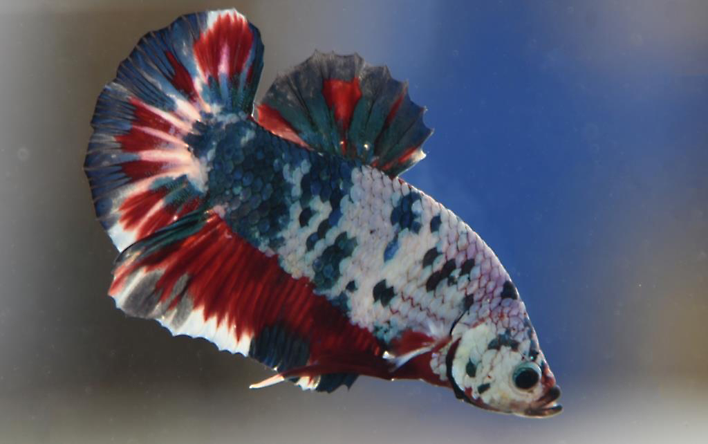 ปลากัดแฟนซีลายจุดเกรดพ่อพันธุ์ ปลากัดคัดเกรดครีบสั้น - Halfmoon Plakad Fancy Dragon Premium Quality Grade