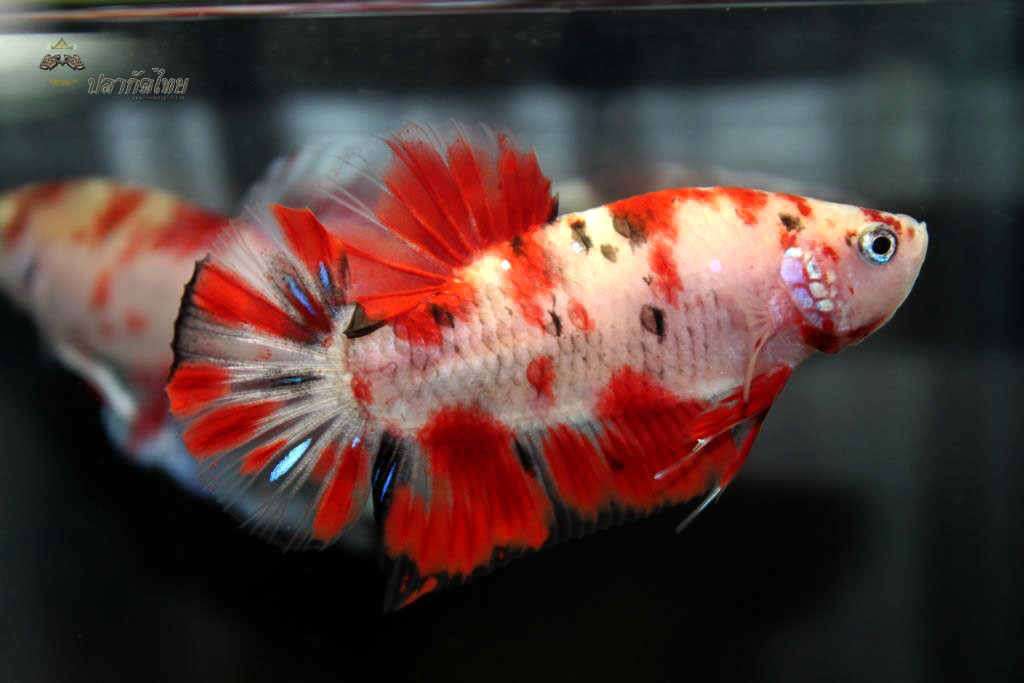 ปลากัดคัดเกรดครีบสั้น - Halfmoon Plakad Fancy Koi Premium Quality Grade