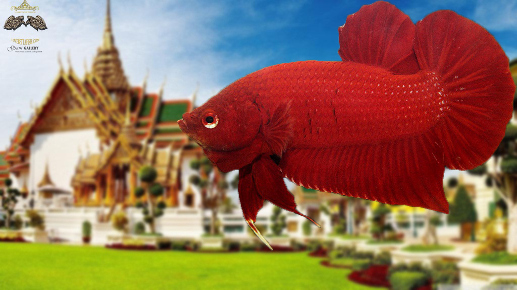 (ขายแล้วครับ)"คัดเกรด"ปลากัดครีบสั้น-Halfmoon Plakats Super Red