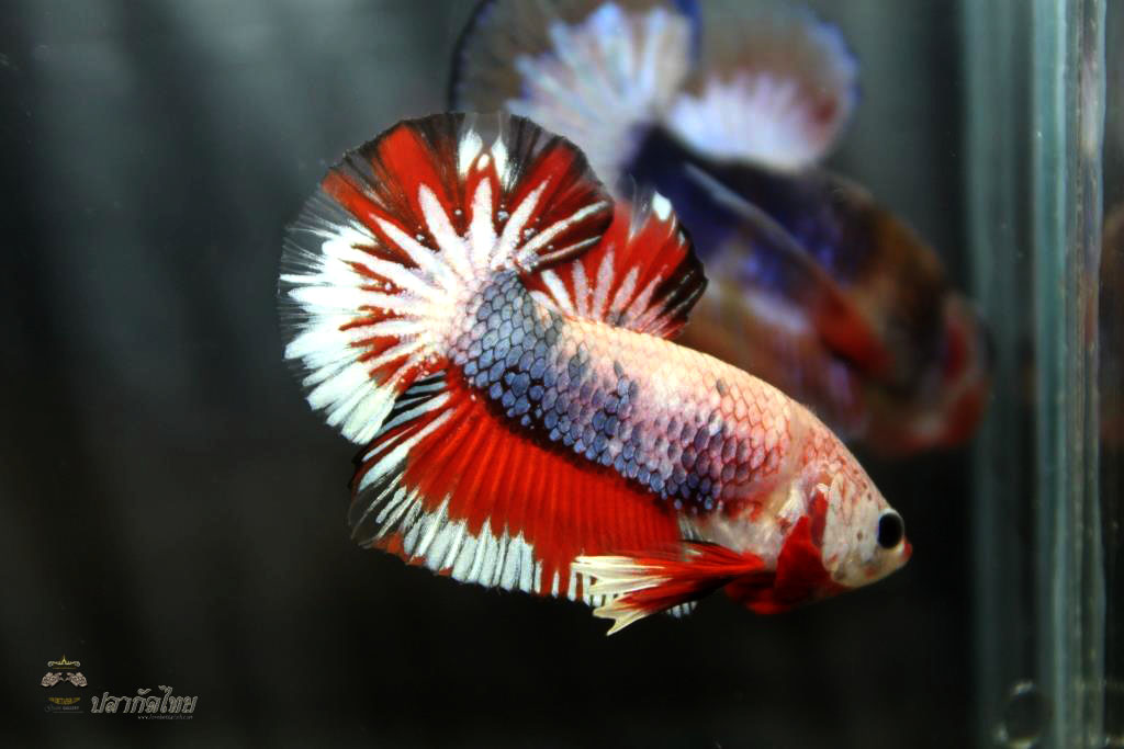 ปลากัดคัดเกรดครีบสั้น - Halfmoon Plakad Fancy Dragon Premium Quality Grade