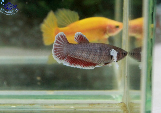 (ขายแล้วครับ)"คัดเกรด"ปลากัดครีบสั้นตัวเมีย-Halfmoon Plakats Big Ear Lavender