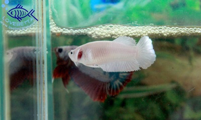 (ขายแล้วครับ)"คัดเกรด"ปลากัดครีบสั้นตัวเมีย-Halfmoon Plakats Super White Platinum