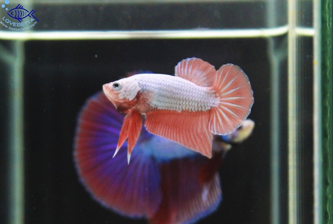 (ขายแล้วครับ)ปลากัดครีบสั้น - Orenge Dragon Halfmoon Plakats