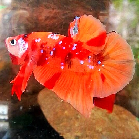 ปลากัดคัดเกรดครีบสั้นแฟนซี - Halfmoon Plakad Fancy Nemo Galaxy Premium Quality Grade