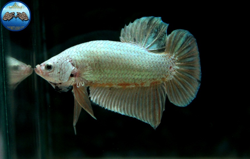 (ขายแล้วครับ)"คัดเกรด"ปลากัดครีบสั้น-Halfmoon Plakats Gold Dragon