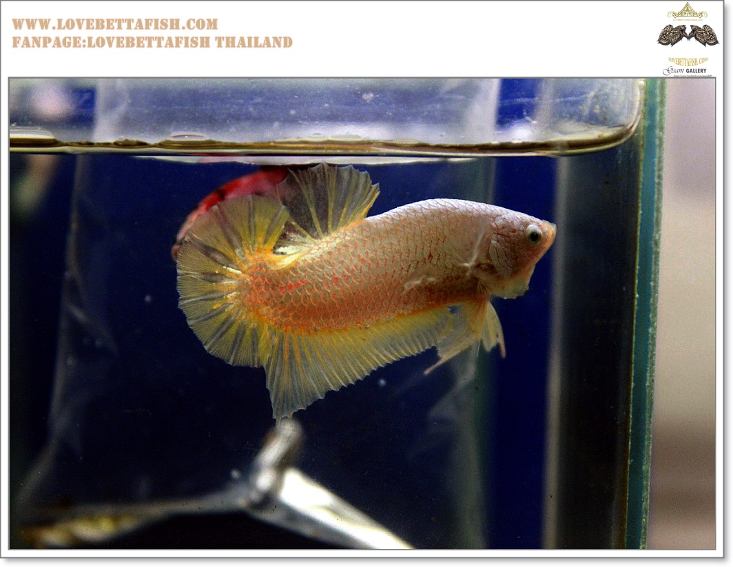 คัดเกรดปลากัดครีบสั้น-Halfmoon Plakat Gold Dragon Quality Grade