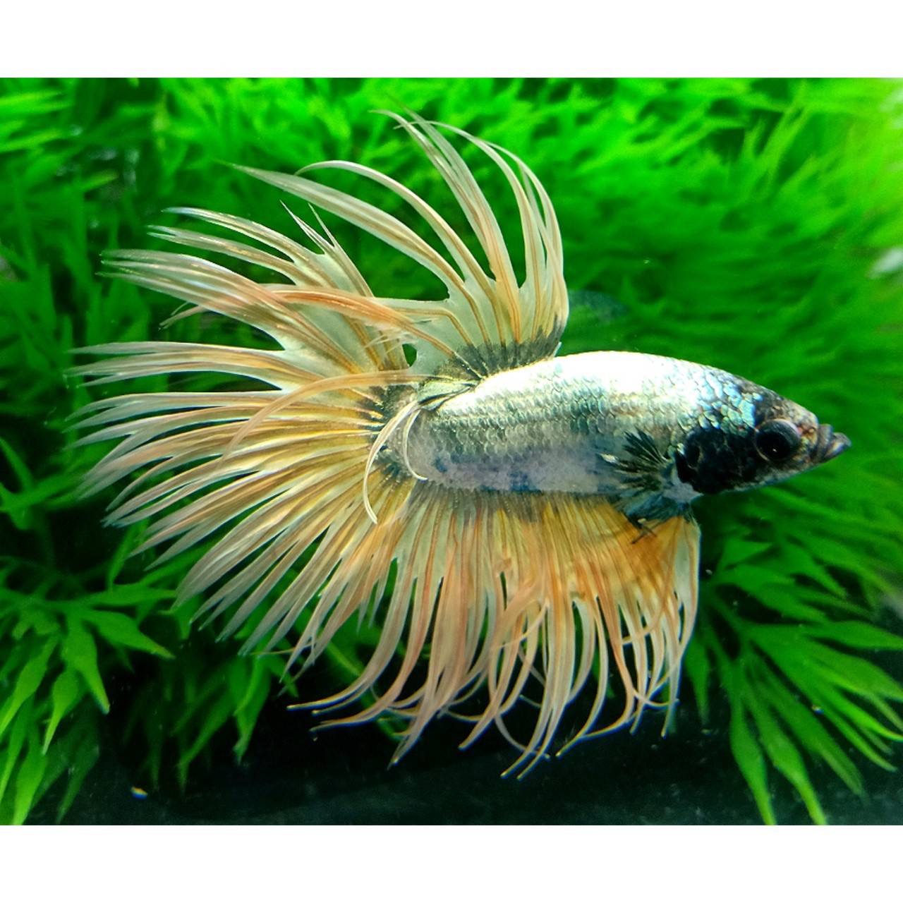 ปลากัดคัดเกรดครีบยาวหางมงกุฎ -CrownTails Fancy Colors Premium Quality Grade