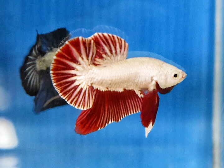 'ปลาวัยรุ่นอนาคตไกล' ปลากัดคัดเกรดครีบสั้น - Halfmoon Plakad Red Dragon Premium Quality Grade