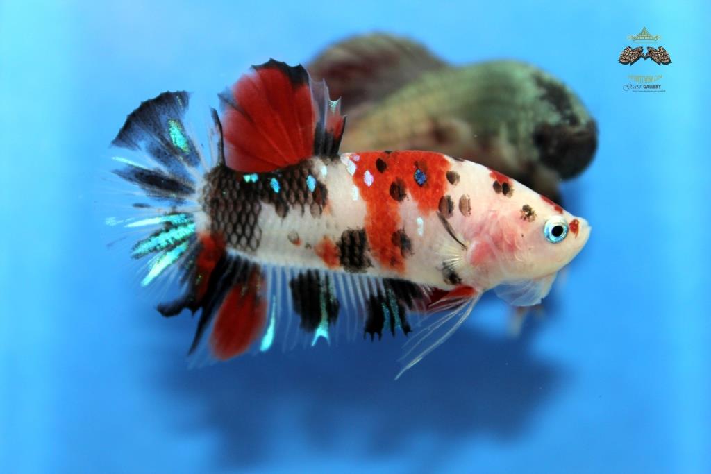 (ลายปลาคาร์พ)คัดเกรดปลากัดครีบสั้น-Halfmoon Plakad Premium Quality Grade Fancy Koi (เกรด AAA+)