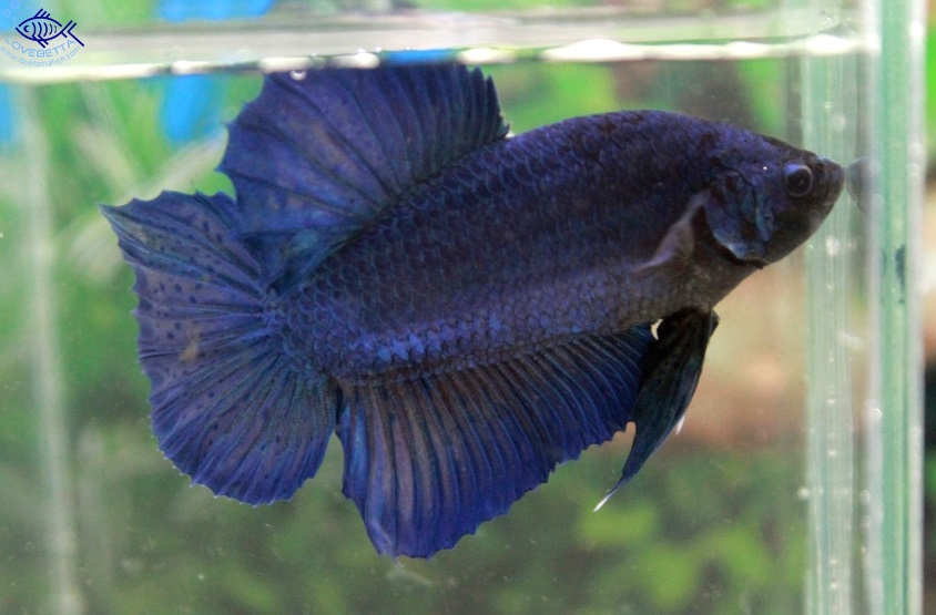 (ขายแล้วครับ)"คัดเกรด"ปลากัดยักษ์ครีบสั้น-Giant Green Blue