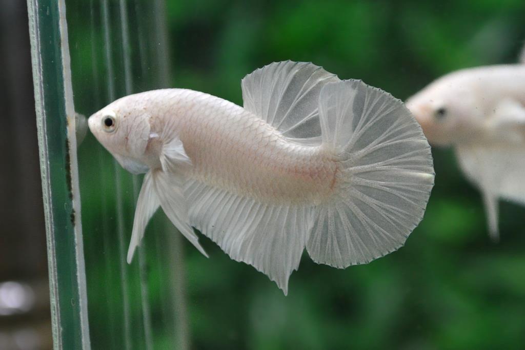 แบ่งพ่อพันธุ์ปลากัดคัดเกรดครีบสั้นเพศเมีย - Halfmoon Plakad Premium Quality Grade White Platinum AAA+