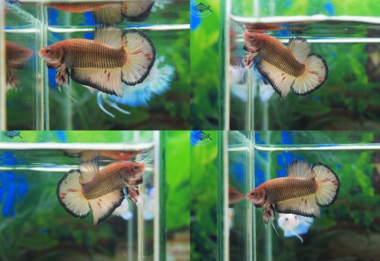 (ขายแล้วครับ)"คัดเกรด"ปลากัดครีบสั้น-Halfmoon Plakats Mustard Grade A