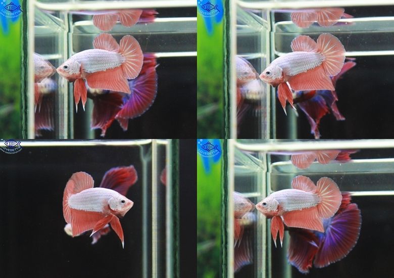 (ขายแล้วครับ)ปลากัดครีบสั้น - Orenge Dragon Halfmoon Plakats