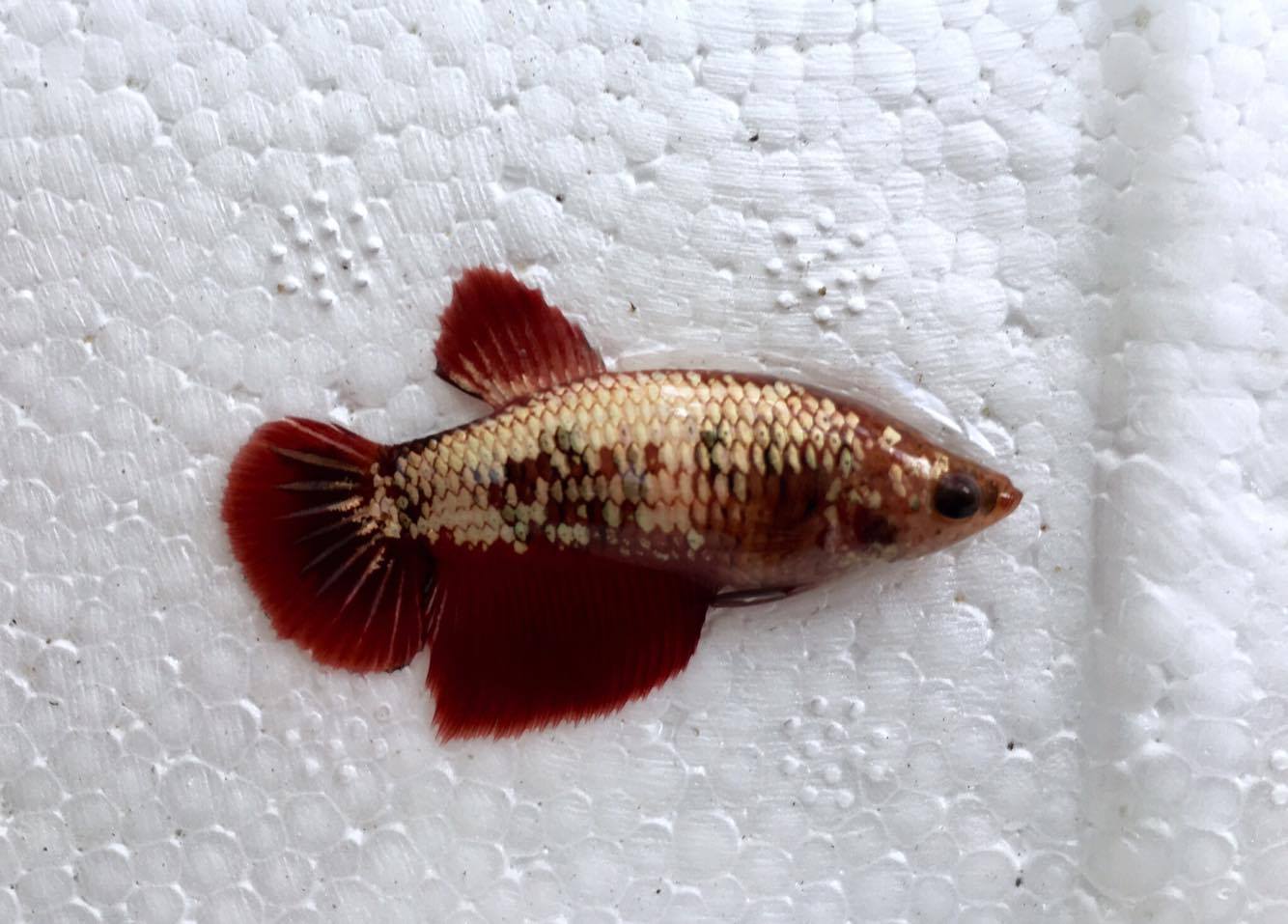 ปลากัดคัดเกรดครีบสั้นเพศเมีย - Female Halfmoon Plakad Fancy Dragon Quality Grade