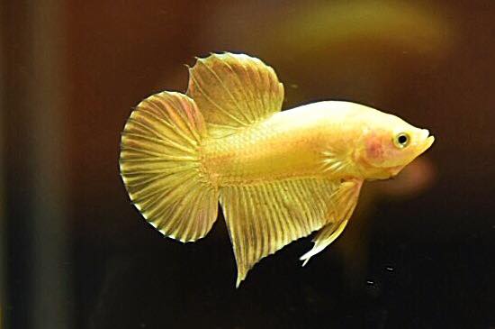 "ปลากัดสีทอง Super Gold" ปลากัดคัดเกรดครีบสั้น - Halfmoon Plakad Super Gold Quality Grade