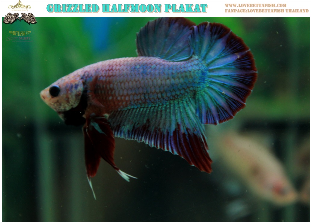 (ขายแล้วครับ)"คัดเกรด"ปลากัดครีบสั้น-Halfmoon Plakats Fancy Grizzled