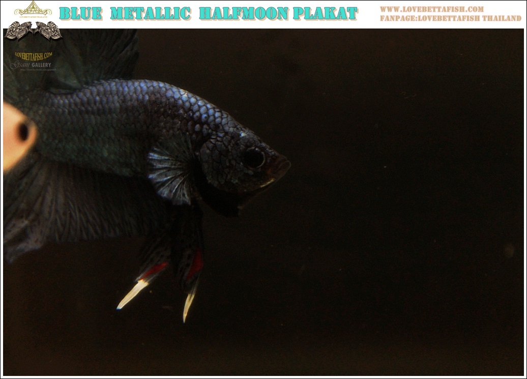 (ขายแล้วครับ)"คัดเกรด"ปลากัดครีบสั้น-Halfmoon Plakats Blue Metallic Quality Grade