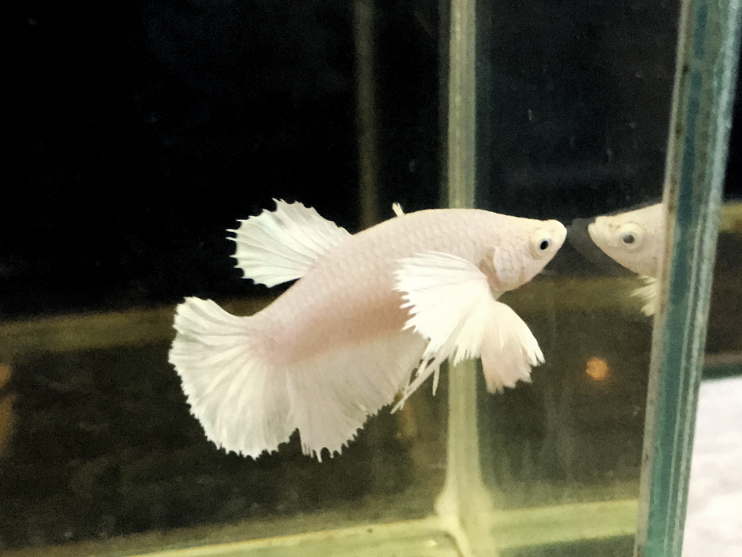 ปลากัดคัดเกรดครีบสั้นหูช้างสีขาวตัวเมีย - Female Halfmoon Plakad Big Ear White Platinum Premium Quality Grade