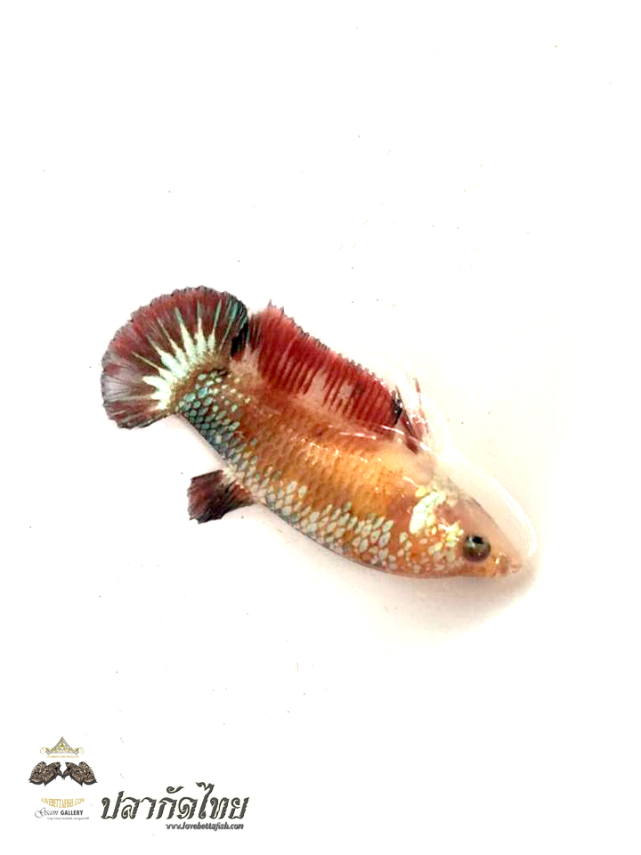 ปลากัดคัดเกรดครีบสั้นตัวเมีย - Female Halfmoon Plakad FancyDragon Quality Grade AAA+