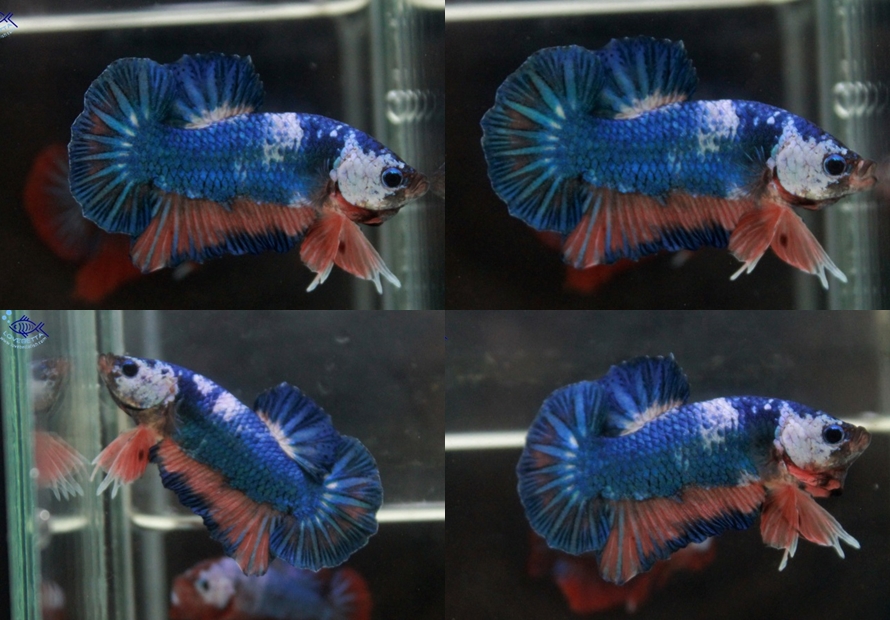 (ขายแล้วครับ)"คัดเกรด"ปลากัดครีบสั้น-Halfmoon Plakats Fancy Dragon