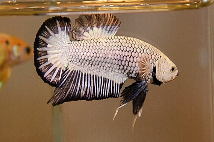 ปลากัดคัดเกรดครีบสั้น - Halfmoon Plakad Fancy Premium Quality Grade AAA+