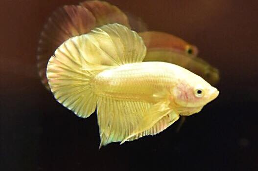 "ปลากัดสีทอง Super Gold" ปลากัดคัดเกรดครีบสั้น - Halfmoon Plakad Super Gold Quality Grade