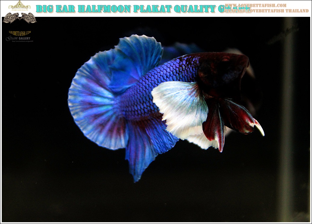 (ขายแล้วครับ)"คัดเกรดประกวด"ปลากัดครีบสั้นหูช้าง-Halfmoon Plakats Big Ear Lavender Quality Grade