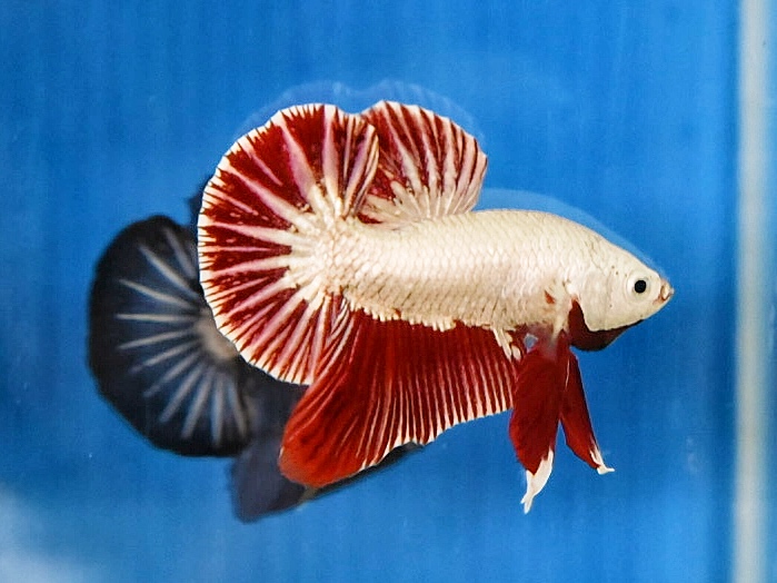 'ปลาวัยรุ่นอนาคตไกล' ปลากัดคัดเกรดครีบสั้น - Halfmoon Plakad Red Dragon Premium Quality Grade