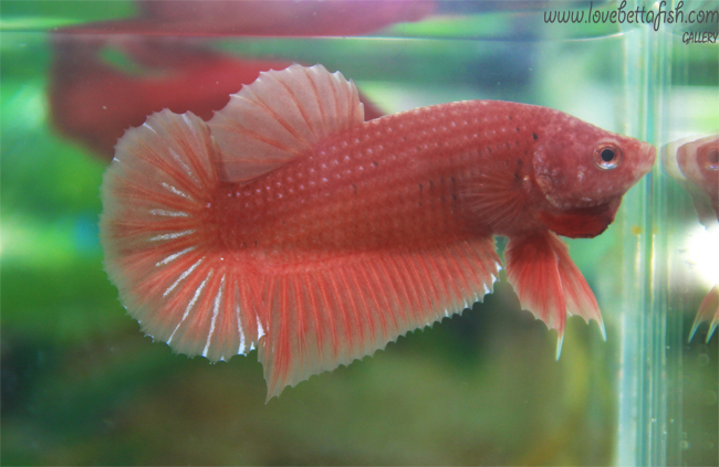 ปลากัดครีบสั้น - Halfmoon Plakats Orenge