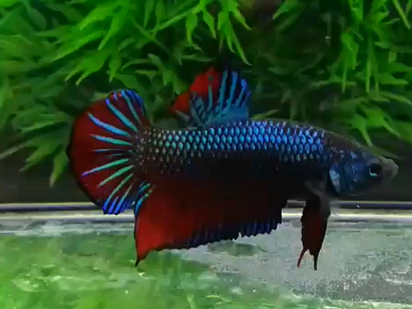 ปลากัดครีบสั้นคัดเกรด - Halfmoon Plakad Fancy Original Colors Premium Quality Grade