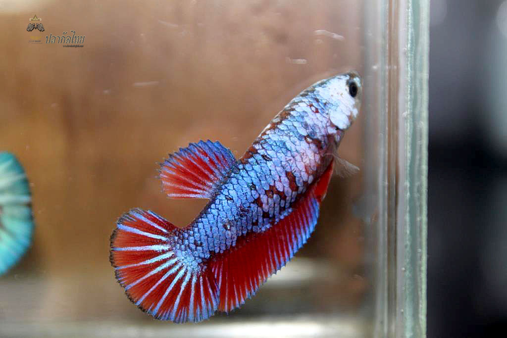 ปลากัดคัดเกรดครีบสั้นตัวเมีย - Halfmoon Plakad Fancy Dragon Premium Quality Grade