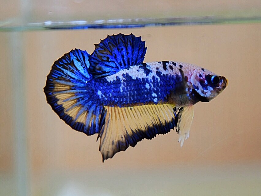 ปลากัดคัดเกรดครีบสั้น - Halfmoon Plakad Fancy Blue Marble Premium Quality Grade