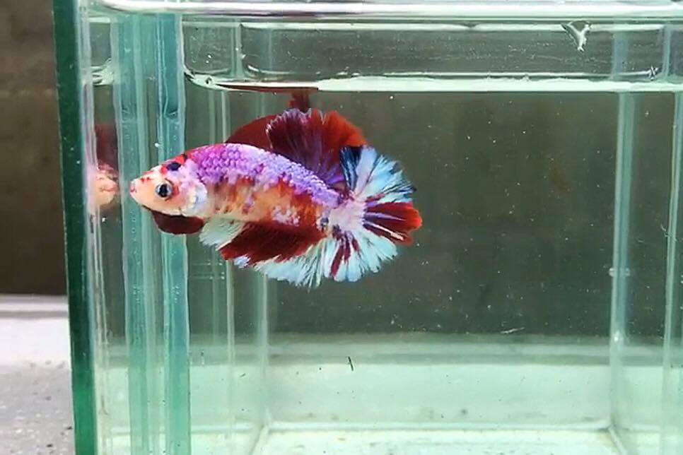 ปลากัดคัดเกรดครีบสั้น - Halfmoon Plakad Facny Dragon Quality Grade