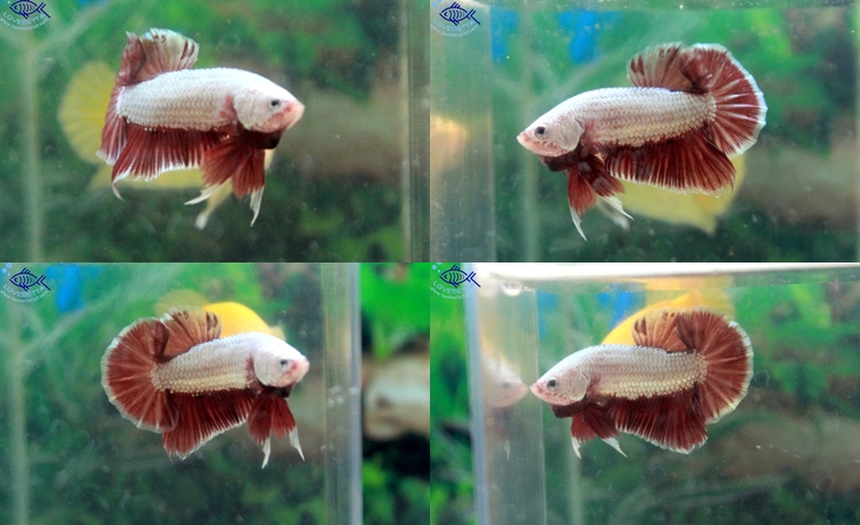 (ขายแล้วครับ)"คัดเกรด"ปลากัดครีบสั้น-Halfmoon Plakats Red Gold Dragon
