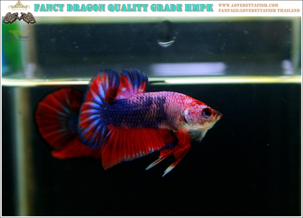 (ขายแล้วครับ)"คัดเกรด"ปลากัดครีบสั้น-Halfmoon Plakats Fancy Dragon Nice colors Nice Form