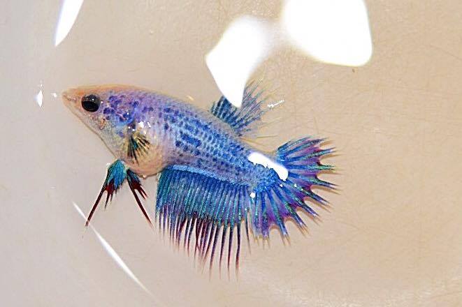 "ลายธงชาติ"ปลากัดคัดเกรดครีบยาวหางมงกุฎเพศเมีย - Female CrownTails Thailand Premium Quality Grade AAA+