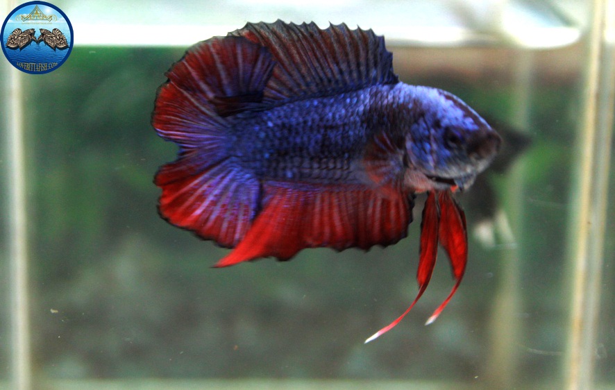 (ขายแล้วครับ)"คัดเกรด"ปลากัดครีบสั้น-Halfmoon Plakats Double Tails Fancy