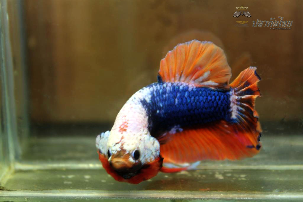 ปลาใหญ่ขนาดเกือบ 1.8-1.9 นิ้ว ปลากัดคัดเกรดครีบ - Halfmoon Plakad Fancy Orange Monster Premium Quality Grade