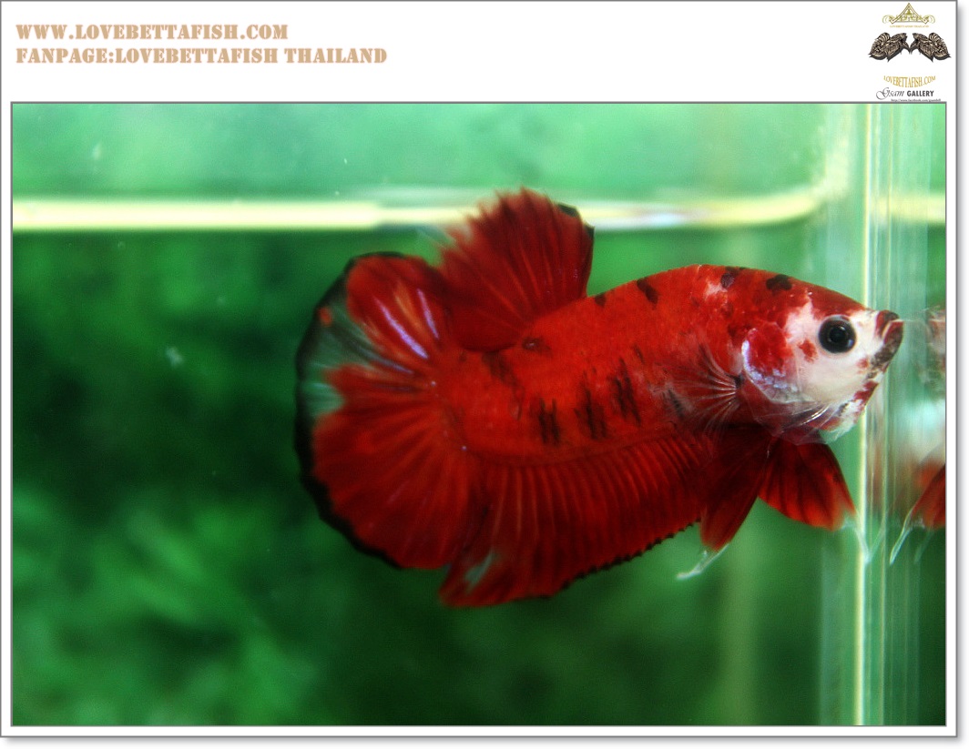 คัดเกรดปลากัดครีบสั้น-Halfmoon Plakat Red Koi Quality Grade