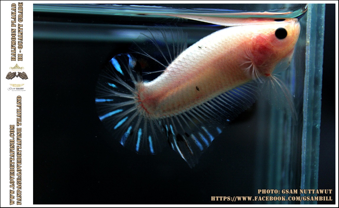 คัดเกรดปลากัดครีบสั้น-Halfmoon Plakad Fancy KOI
