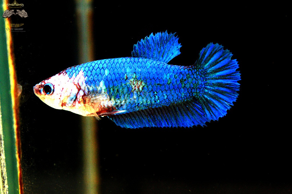 (ขายแล้วครับ)ตอนรับปีใหม่"คัดเกรด"ปลากัดครีบสั้นตัวเมีย-Halfmoon Plakats Female Green Marble