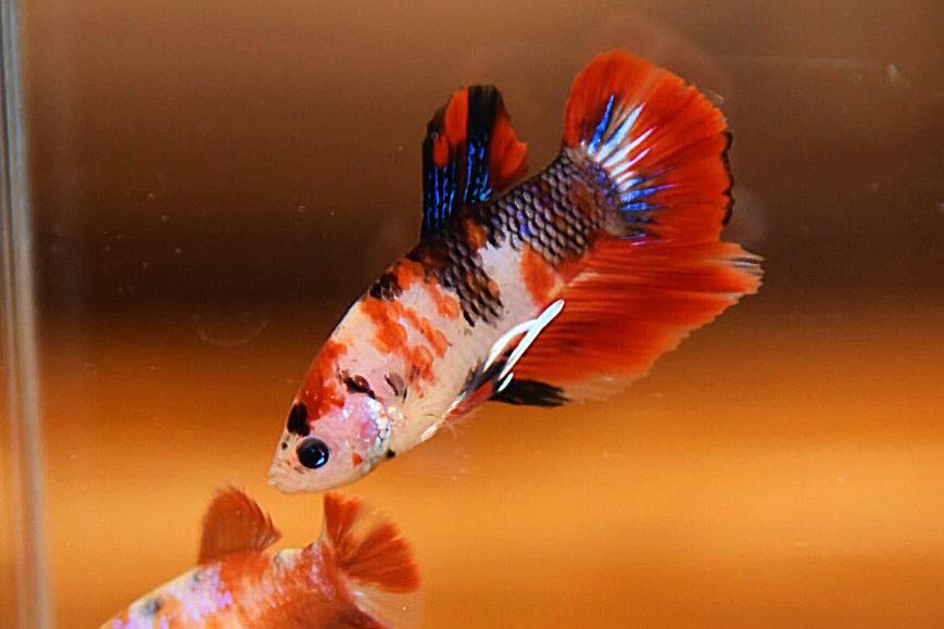 “ลายปลาคราฟ”ปลากัดคัดเกรดครีบสั้น - Halfmoon Plakad Fancy Koi Quality Grade