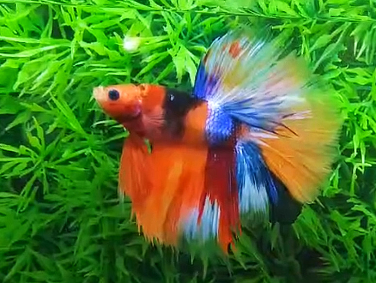ปลากัดคัดเกรดครีบยาว - Halfmoon Fancy Koi Colors Full Premium Quality Grade