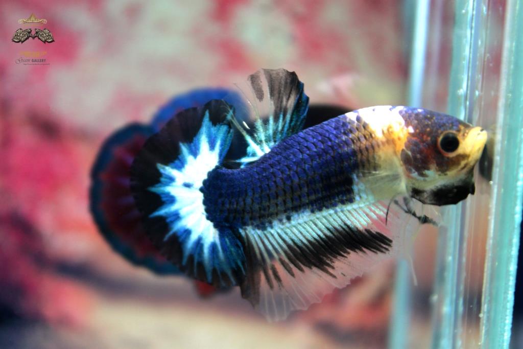ปลากัดคัดเกรดครีบสั้น - Halfmoon Plakad Over Tails BlackBlue White Premium Quality Grade AAA+
